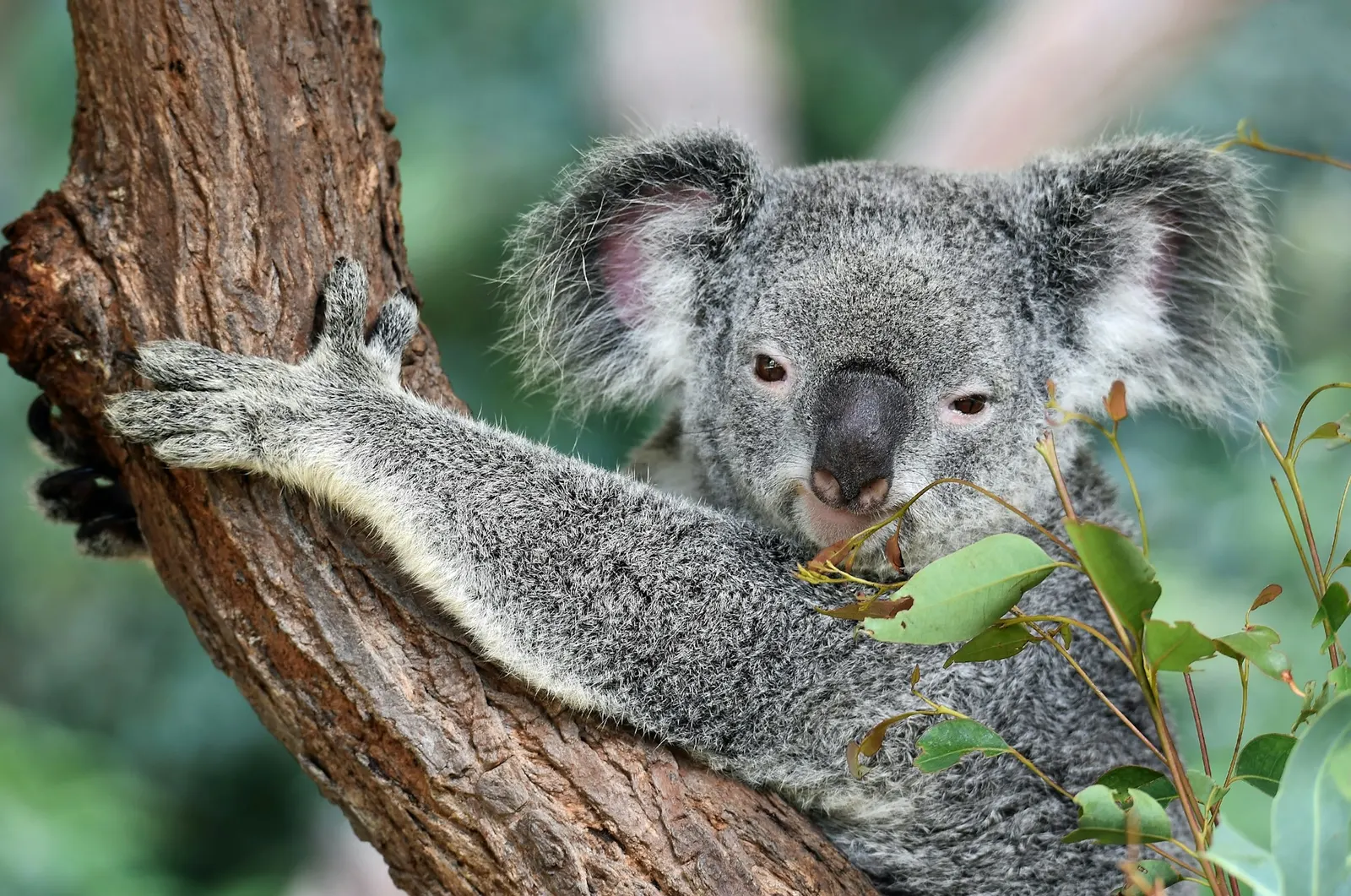 Koala Conservation Reserve – near Cowes, Phillip Island