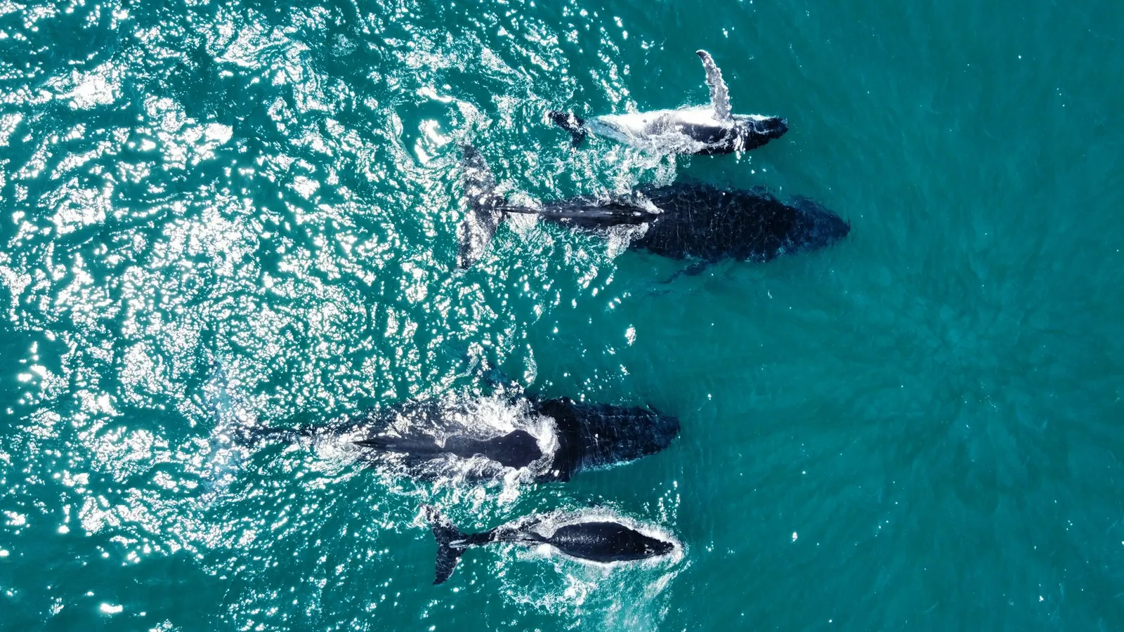 Phillip Island Whale Watching – Phillip Island